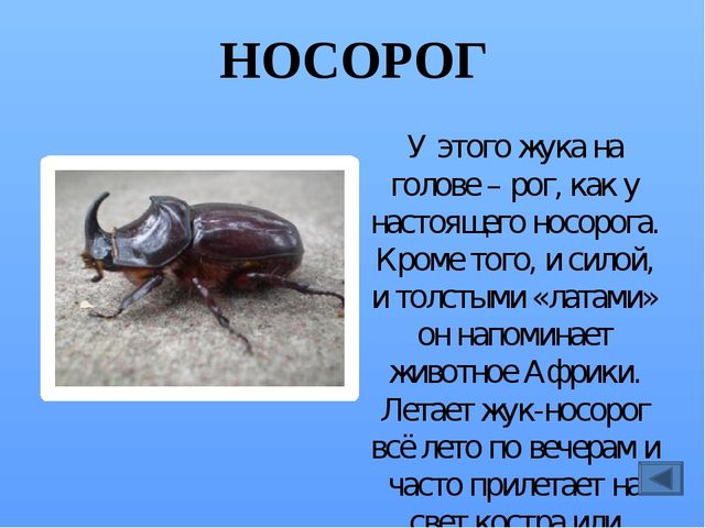 Презентация по ознакомлению с миром насекомых, на тему "Почему они так называются?"
