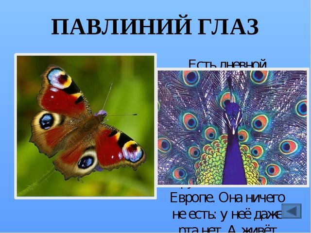 Презентация по ознакомлению с миром насекомых, на тему "Почему они так называются?"