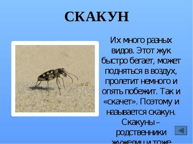 Презентация по ознакомлению с миром насекомых, на тему "Почему они так называются?"