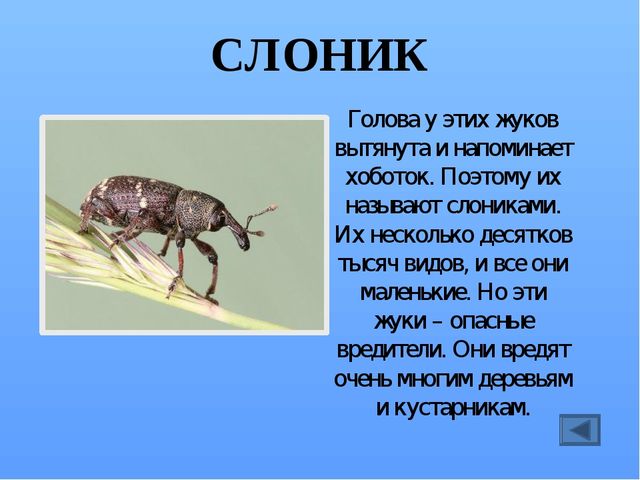 Презентация по ознакомлению с миром насекомых, на тему "Почему они так называются?"