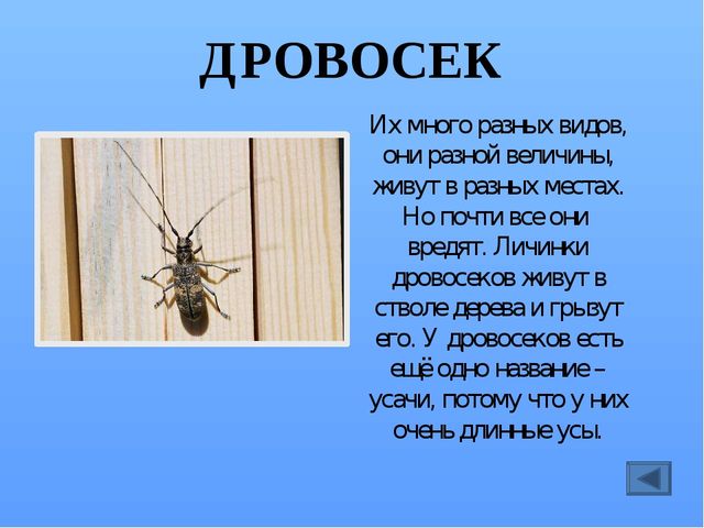 Презентация по ознакомлению с миром насекомых, на тему "Почему они так называются?"