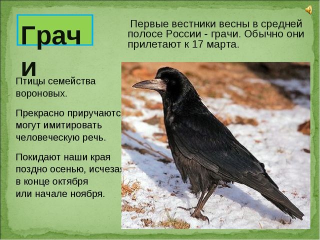 ПРЕЗЕНТАЦИЯ В ПОДГОТОВИТЕЛЬНОЙ ГРУППЕ НА ТЕМУ: "ПЕРЕЛЁТНЫЕ ПТИЦЫ"