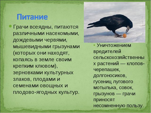 ПРЕЗЕНТАЦИЯ В ПОДГОТОВИТЕЛЬНОЙ ГРУППЕ НА ТЕМУ: "ПЕРЕЛЁТНЫЕ ПТИЦЫ"