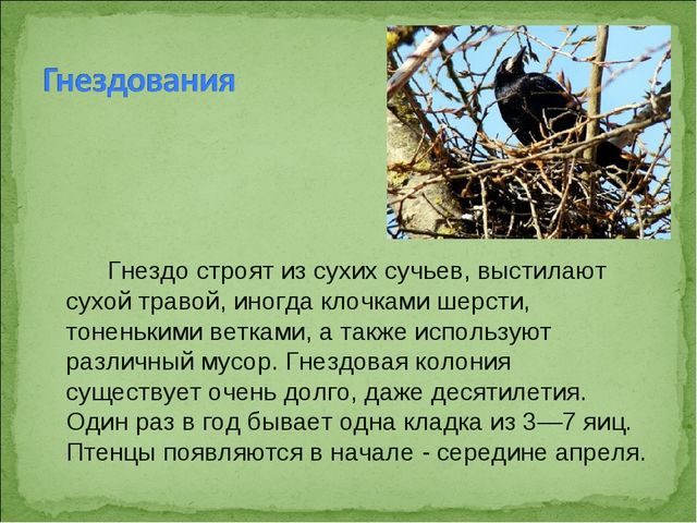 ПРЕЗЕНТАЦИЯ В ПОДГОТОВИТЕЛЬНОЙ ГРУППЕ НА ТЕМУ: "ПЕРЕЛЁТНЫЕ ПТИЦЫ"