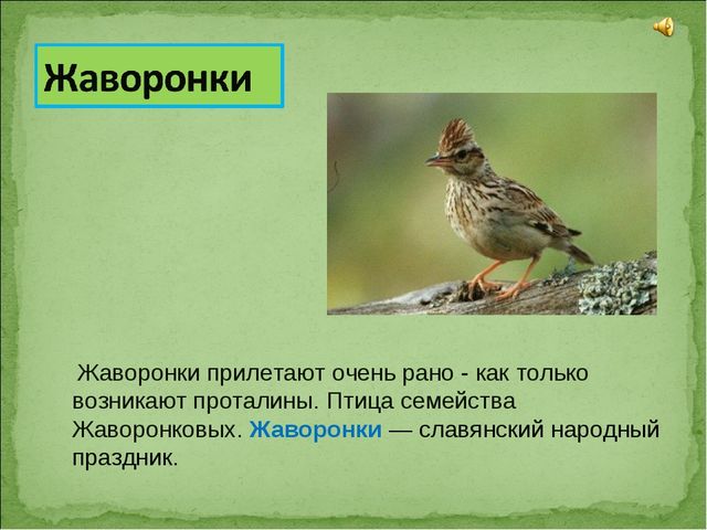 ПРЕЗЕНТАЦИЯ В ПОДГОТОВИТЕЛЬНОЙ ГРУППЕ НА ТЕМУ: "ПЕРЕЛЁТНЫЕ ПТИЦЫ"