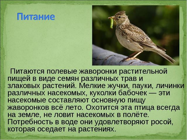 ПРЕЗЕНТАЦИЯ В ПОДГОТОВИТЕЛЬНОЙ ГРУППЕ НА ТЕМУ: "ПЕРЕЛЁТНЫЕ ПТИЦЫ"