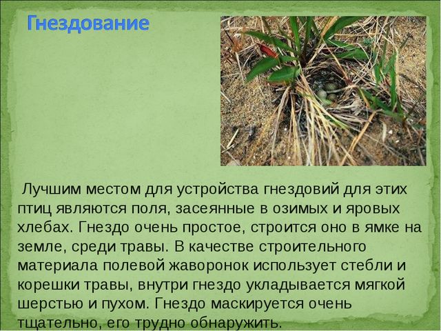 ПРЕЗЕНТАЦИЯ В ПОДГОТОВИТЕЛЬНОЙ ГРУППЕ НА ТЕМУ: "ПЕРЕЛЁТНЫЕ ПТИЦЫ"