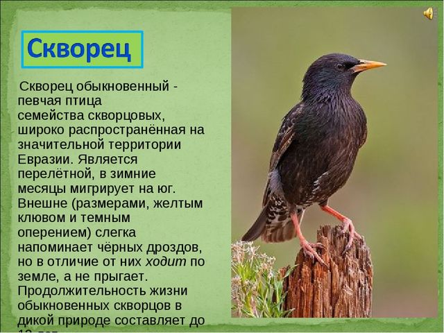 ПРЕЗЕНТАЦИЯ В ПОДГОТОВИТЕЛЬНОЙ ГРУППЕ НА ТЕМУ: "ПЕРЕЛЁТНЫЕ ПТИЦЫ"