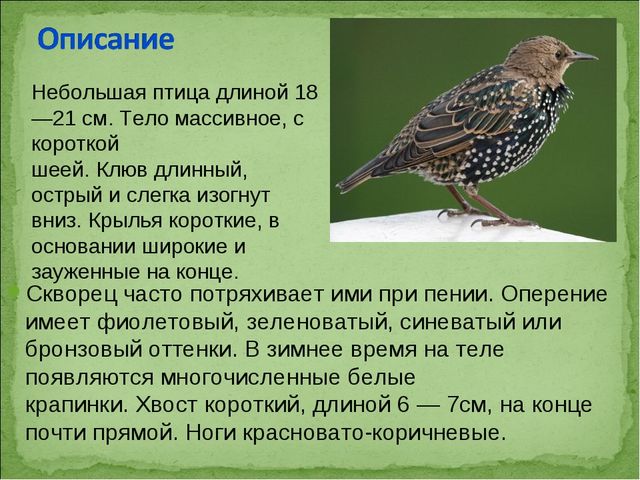 ПРЕЗЕНТАЦИЯ В ПОДГОТОВИТЕЛЬНОЙ ГРУППЕ НА ТЕМУ: "ПЕРЕЛЁТНЫЕ ПТИЦЫ"