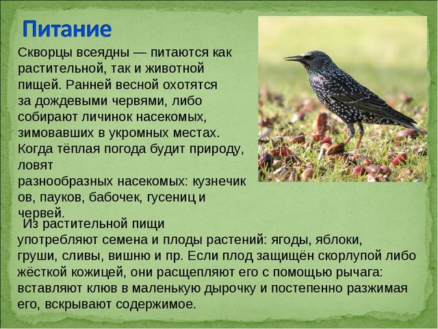 ПРЕЗЕНТАЦИЯ В ПОДГОТОВИТЕЛЬНОЙ ГРУППЕ НА ТЕМУ: "ПЕРЕЛЁТНЫЕ ПТИЦЫ"