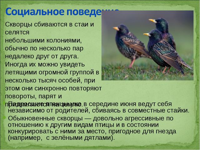 ПРЕЗЕНТАЦИЯ В ПОДГОТОВИТЕЛЬНОЙ ГРУППЕ НА ТЕМУ: "ПЕРЕЛЁТНЫЕ ПТИЦЫ"