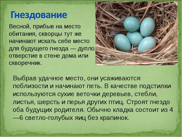 ПРЕЗЕНТАЦИЯ В ПОДГОТОВИТЕЛЬНОЙ ГРУППЕ НА ТЕМУ: "ПЕРЕЛЁТНЫЕ ПТИЦЫ"