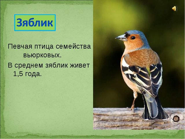 ПРЕЗЕНТАЦИЯ В ПОДГОТОВИТЕЛЬНОЙ ГРУППЕ НА ТЕМУ: "ПЕРЕЛЁТНЫЕ ПТИЦЫ"