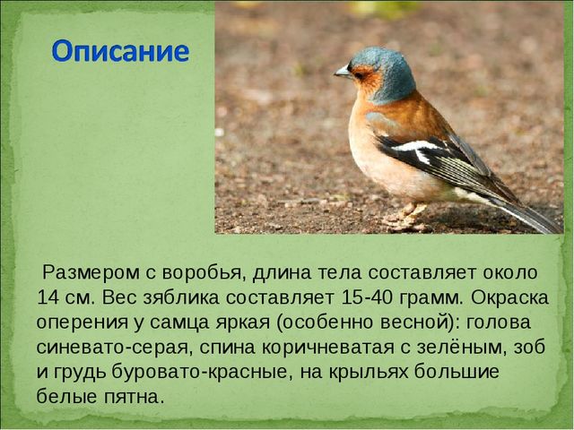 ПРЕЗЕНТАЦИЯ В ПОДГОТОВИТЕЛЬНОЙ ГРУППЕ НА ТЕМУ: "ПЕРЕЛЁТНЫЕ ПТИЦЫ"