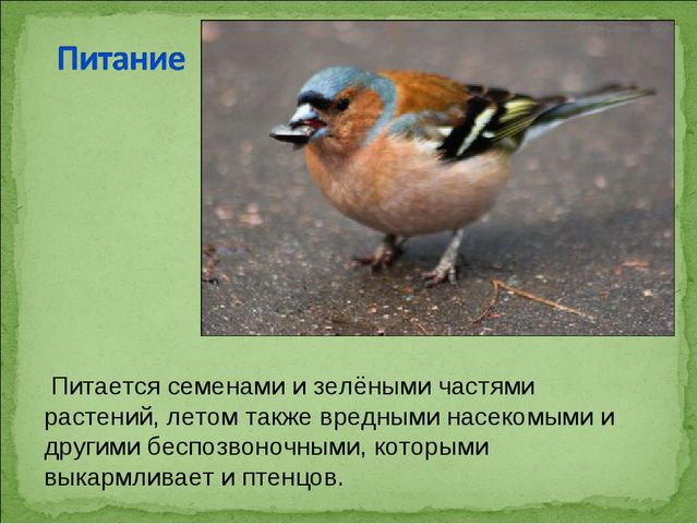 ПРЕЗЕНТАЦИЯ В ПОДГОТОВИТЕЛЬНОЙ ГРУППЕ НА ТЕМУ: "ПЕРЕЛЁТНЫЕ ПТИЦЫ"