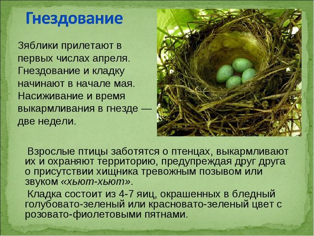 ПРЕЗЕНТАЦИЯ В ПОДГОТОВИТЕЛЬНОЙ ГРУППЕ НА ТЕМУ: "ПЕРЕЛЁТНЫЕ ПТИЦЫ"