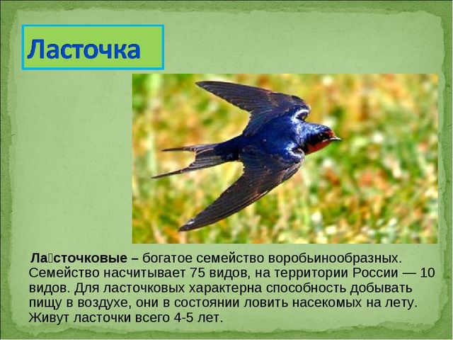ПРЕЗЕНТАЦИЯ В ПОДГОТОВИТЕЛЬНОЙ ГРУППЕ НА ТЕМУ: "ПЕРЕЛЁТНЫЕ ПТИЦЫ"
