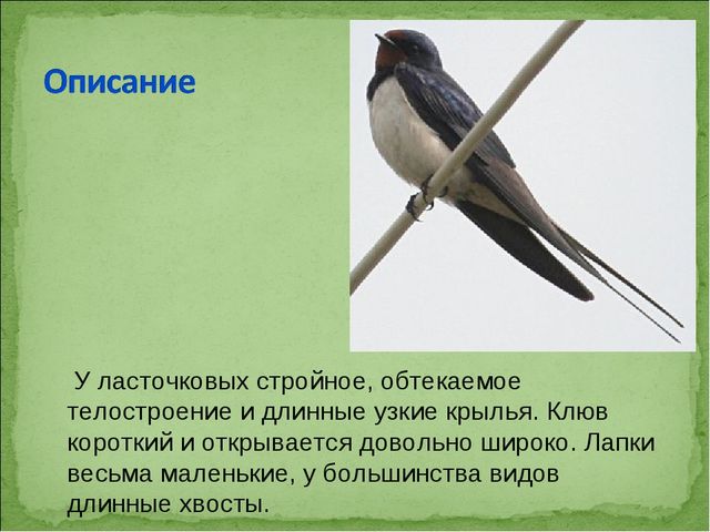 ПРЕЗЕНТАЦИЯ В ПОДГОТОВИТЕЛЬНОЙ ГРУППЕ НА ТЕМУ: "ПЕРЕЛЁТНЫЕ ПТИЦЫ"