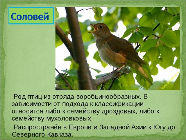 ПРЕЗЕНТАЦИЯ В ПОДГОТОВИТЕЛЬНОЙ ГРУППЕ НА ТЕМУ: "ПЕРЕЛЁТНЫЕ ПТИЦЫ"