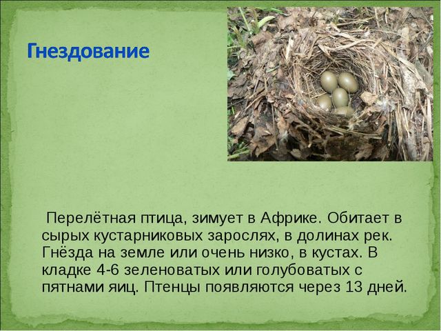 ПРЕЗЕНТАЦИЯ В ПОДГОТОВИТЕЛЬНОЙ ГРУППЕ НА ТЕМУ: "ПЕРЕЛЁТНЫЕ ПТИЦЫ"