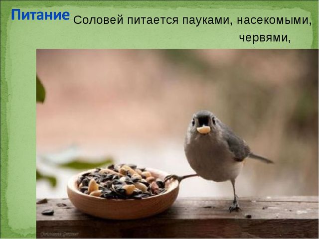 ПРЕЗЕНТАЦИЯ В ПОДГОТОВИТЕЛЬНОЙ ГРУППЕ НА ТЕМУ: "ПЕРЕЛЁТНЫЕ ПТИЦЫ"