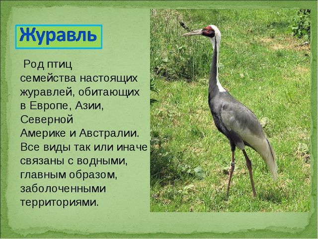 ПРЕЗЕНТАЦИЯ В ПОДГОТОВИТЕЛЬНОЙ ГРУППЕ НА ТЕМУ: "ПЕРЕЛЁТНЫЕ ПТИЦЫ"