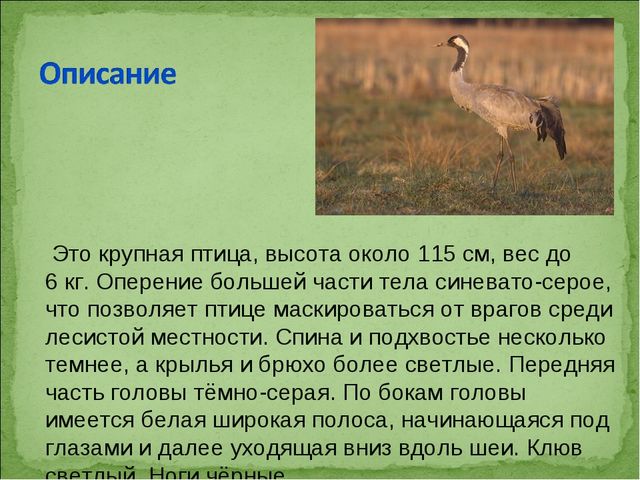ПРЕЗЕНТАЦИЯ В ПОДГОТОВИТЕЛЬНОЙ ГРУППЕ НА ТЕМУ: "ПЕРЕЛЁТНЫЕ ПТИЦЫ"
