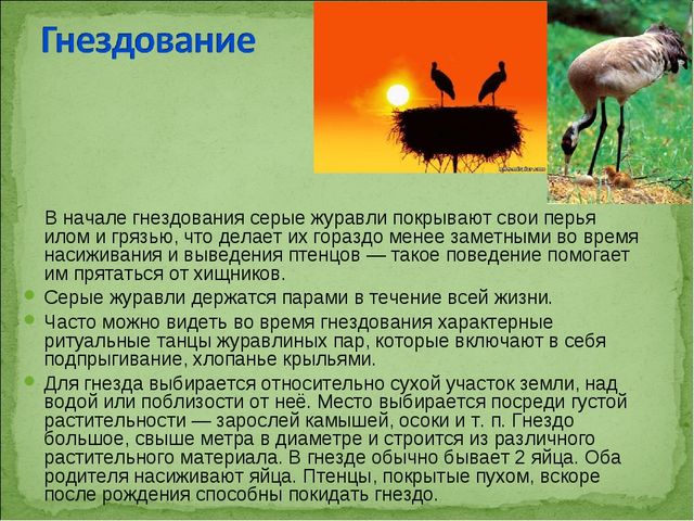 ПРЕЗЕНТАЦИЯ В ПОДГОТОВИТЕЛЬНОЙ ГРУППЕ НА ТЕМУ: "ПЕРЕЛЁТНЫЕ ПТИЦЫ"