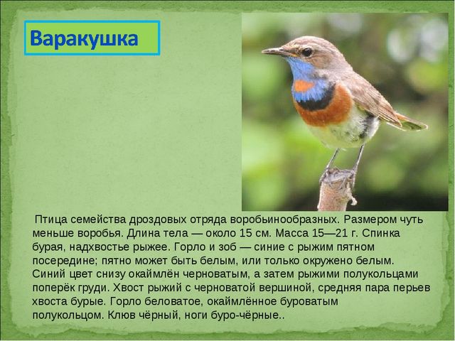 ПРЕЗЕНТАЦИЯ В ПОДГОТОВИТЕЛЬНОЙ ГРУППЕ НА ТЕМУ: "ПЕРЕЛЁТНЫЕ ПТИЦЫ"