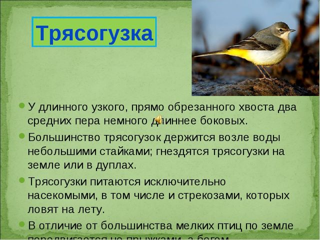 ПРЕЗЕНТАЦИЯ В ПОДГОТОВИТЕЛЬНОЙ ГРУППЕ НА ТЕМУ: "ПЕРЕЛЁТНЫЕ ПТИЦЫ"