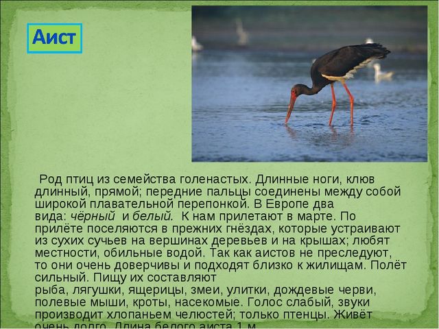 ПРЕЗЕНТАЦИЯ В ПОДГОТОВИТЕЛЬНОЙ ГРУППЕ НА ТЕМУ: "ПЕРЕЛЁТНЫЕ ПТИЦЫ"