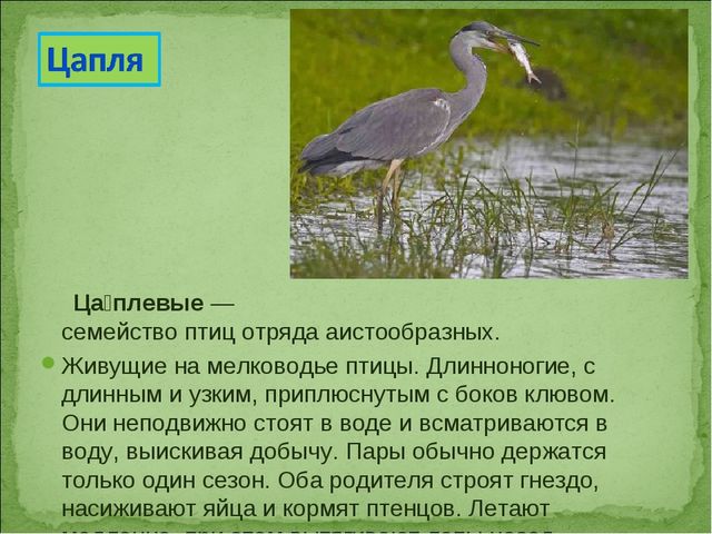 ПРЕЗЕНТАЦИЯ В ПОДГОТОВИТЕЛЬНОЙ ГРУППЕ НА ТЕМУ: "ПЕРЕЛЁТНЫЕ ПТИЦЫ"