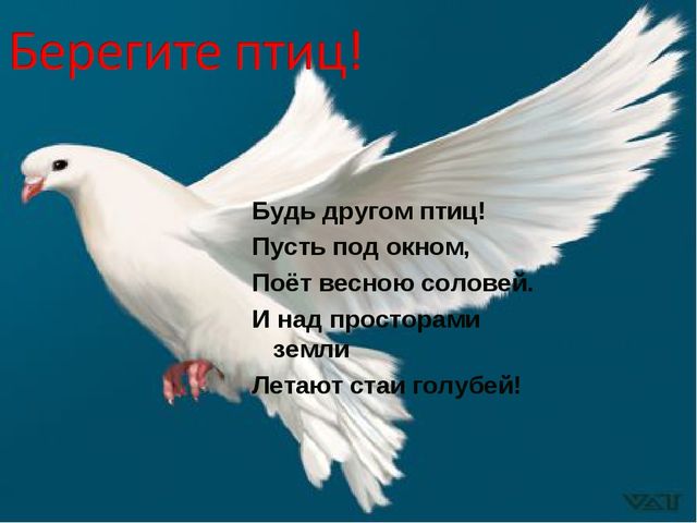ПРЕЗЕНТАЦИЯ В ПОДГОТОВИТЕЛЬНОЙ ГРУППЕ НА ТЕМУ: "ПЕРЕЛЁТНЫЕ ПТИЦЫ"