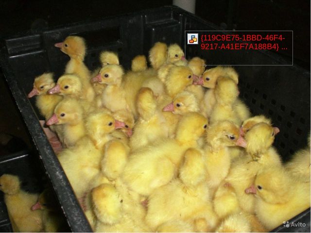 Презентация "Мое весеннее хобби"