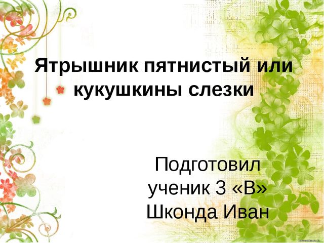 Презентация по окружающему миру "Ятрышник пятнистый или кукушкины слёзки" (старшие дошкольники)