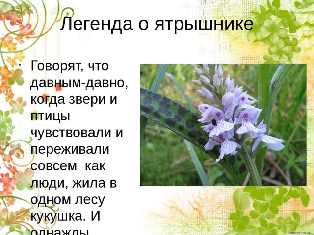Презентация по окружающему миру "Ятрышник пятнистый или кукушкины слёзки" (старшие дошкольники)