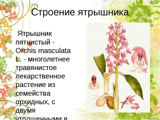 Презентация по окружающему миру "Ятрышник пятнистый или кукушкины слёзки" (старшие дошкольники)