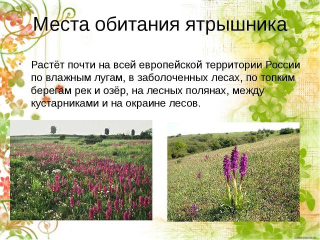 Презентация по окружающему миру "Ятрышник пятнистый или кукушкины слёзки" (старшие дошкольники)