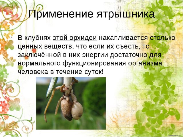 Презентация по окружающему миру "Ятрышник пятнистый или кукушкины слёзки" (старшие дошкольники)