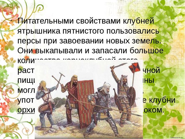Презентация по окружающему миру "Ятрышник пятнистый или кукушкины слёзки" (старшие дошкольники)