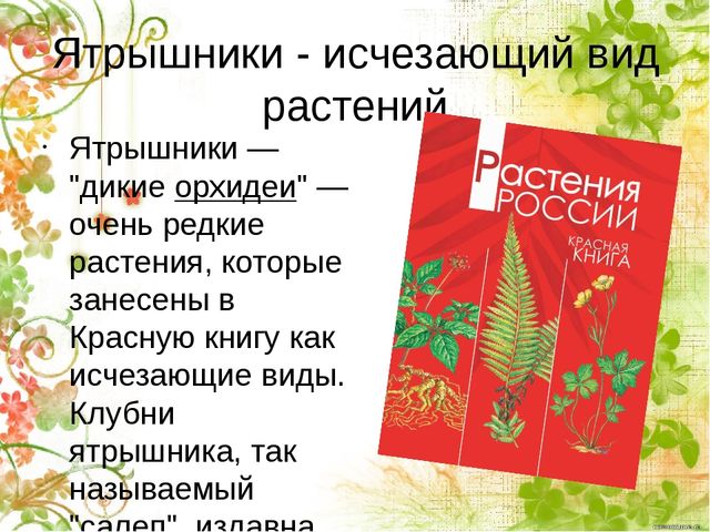 Презентация по окружающему миру "Ятрышник пятнистый или кукушкины слёзки" (старшие дошкольники)