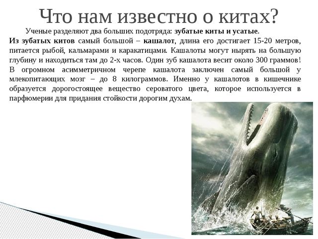 Презентация по экологическому воспитанию дошкольников "День кита"