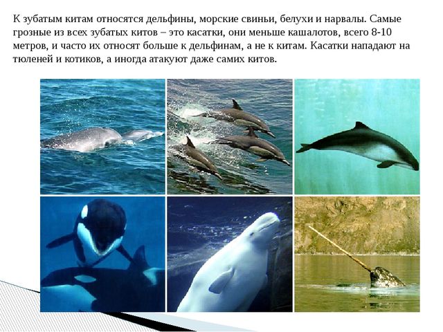Презентация по экологическому воспитанию дошкольников "День кита"