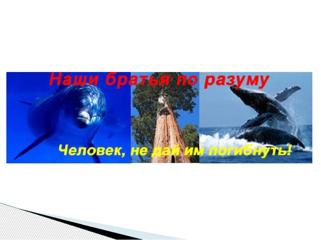 Презентация по экологическому воспитанию дошкольников "День кита"