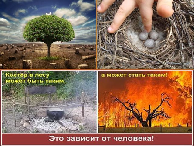 Презентация по экологическому воспитанию дошкольников "Здоровье планеты в руках человека. Жалобная книга природы"