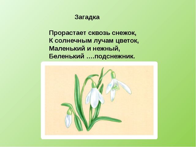 Презентация по ознакомлению с окружающим "Детям о подснежниках".