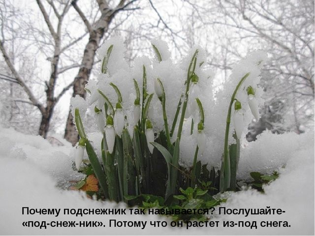Презентация по ознакомлению с окружающим "Детям о подснежниках".