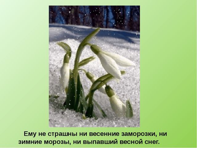 Презентация по ознакомлению с окружающим "Детям о подснежниках".
