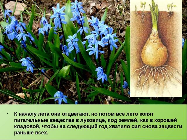 Презентация по ознакомлению с окружающим "Детям о подснежниках".