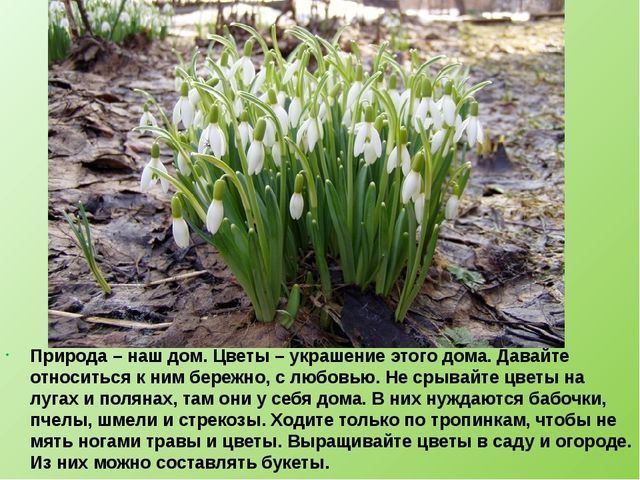 Презентация по ознакомлению с окружающим "Детям о подснежниках".